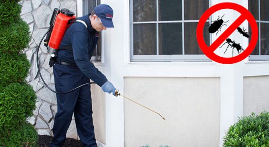 Salıpazarı Kene İlaçlama böcek ilaçlama ve haşere kontrolü — ilaclama-tr.com
